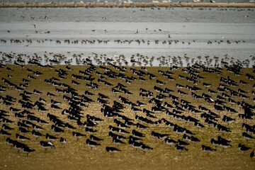 Oystercatchers and spoonbills at the Flügelpôlle at Ameland, one of the Wadden Islands - The Netherlands