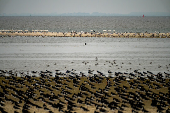 Oystercatchers and spoonbills at the Flügelpôlle at Ameland, one of the Wadden Islands - The Netherlands
