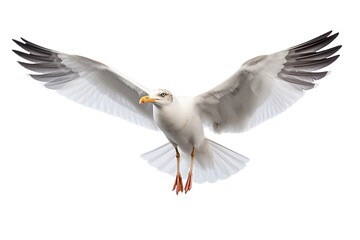 Obraz premium Generative AI : Flying seagull isolated on white background
