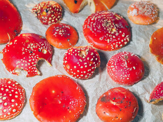 Fly agaric caps prepared for drying microdosing