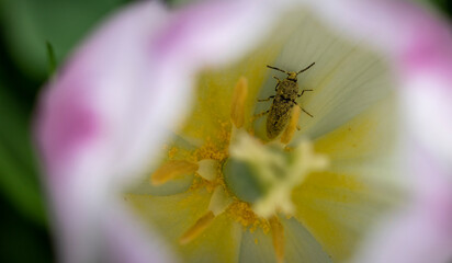 Insect in the flower