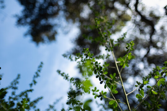 “Oval Leaves” Images – Browse 275 Stock Photos, Vectors, and Video