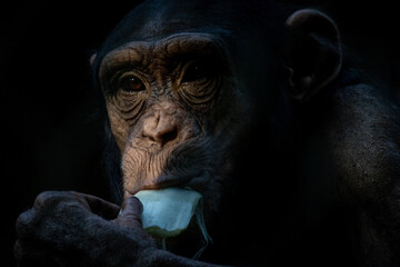 Chimpanzee eating a plant leaf