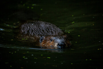 Beaver in the water