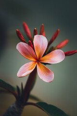 Obraz premium Solo Frangipani Flower Close Up
