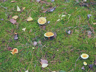 mushrooms among leaves and grass in the autumn forest