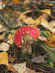 mushrooms among leaves and grass in the autumn forest