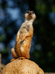 Obraz premium Suricata suricatta (family: Herpestidae). Common names: meerkat, suricate. Common name of the family: mongoose.