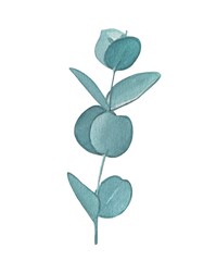 Hand drawn eucalyptus sprig, watercolor