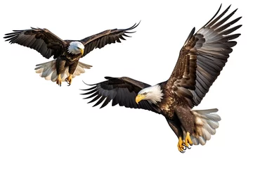 Poster Im Rahmen Generative AI : A close view of two adult eagles sharing a branch in close proximity high up a tree © The Little Hut