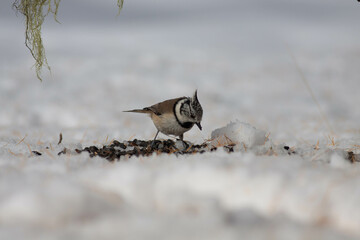 Bird in the wilderness