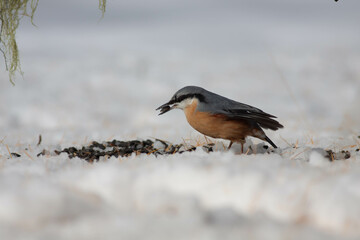 Bird in the wilderness