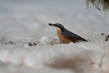Bird in the wilderness