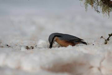 Bird in the wilderness