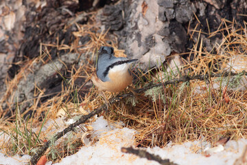 Bird in the wilderness