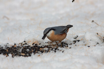 Bird in the wilderness.