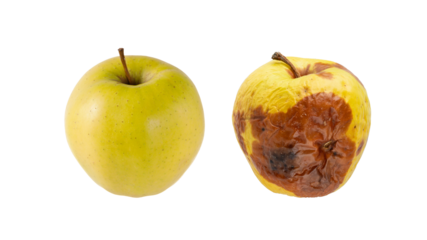 Fresh ripe and spoiled rotten yellow green apple fruits isolated on white background. Healthy diet and food waste