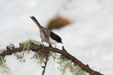 Bird in the wilderness.
