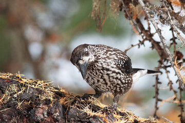 Bird in the wilderness.