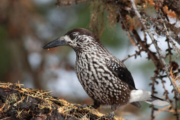 Bird in the wilderness.