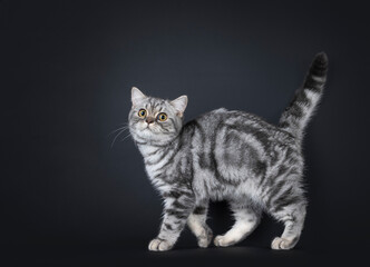 Cute blue tabby blotched British Shorthair cat kitten, walking side ways with a lot of attitude....