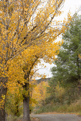 Fototapeta premium Autumn