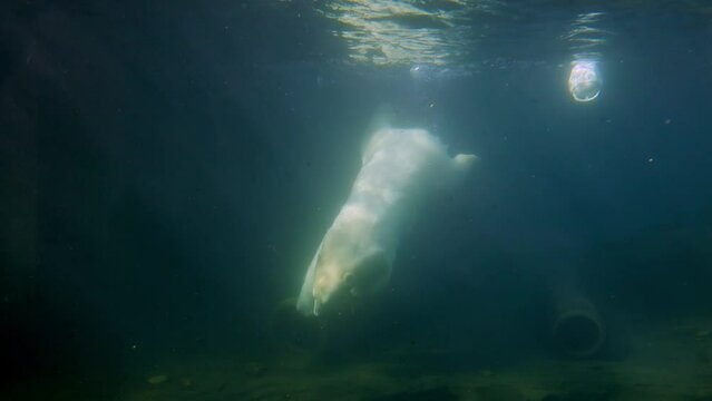 Underwater photography of a polar bear. The bear dives into the depths. A white polar bear swims in the water. high quality