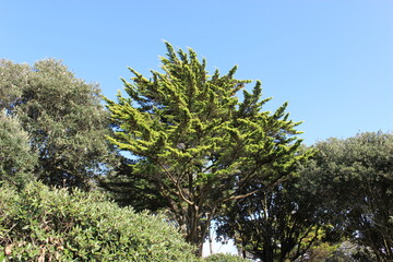 Un cyprès à Saint-Marc-sur-mer (commune de Saint-Nazaire)