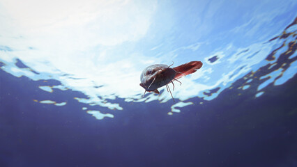 Underwater and close up photo of a curious catfish. From a scuba dive.