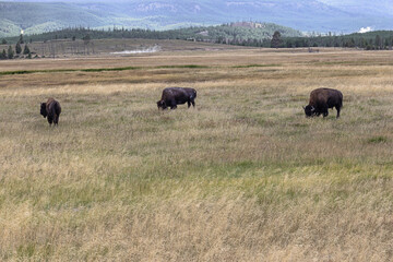 Fototapeta na wymiar Three buffalos grazing near the parking of Mary Mountain Nez Perce in Yellowstone National Park