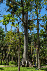 Fototapeta premium Walking through the Botanical Garden of Rio de Janeiro, learning and enjoying