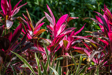 Fototapeta premium Walking through the Botanical Garden of Rio de Janeiro, learning and enjoying