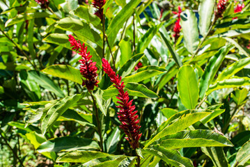 Walking through the Botanical Garden of Rio de Janeiro, learning and enjoying