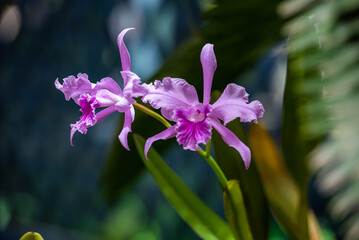 Walking through the Botanical Garden of Rio de Janeiro, learning and enjoying