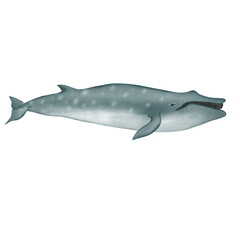 Fototapeta premium Sei Whale on white background.