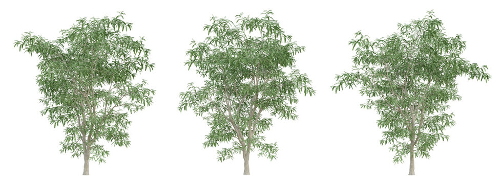 Green cassia siamea tree on transparent background, png plant, 3d render illustration.