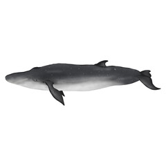 Bryde’s whale on white background.