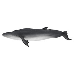 Fototapeta premium Bryde’s whale on white background.