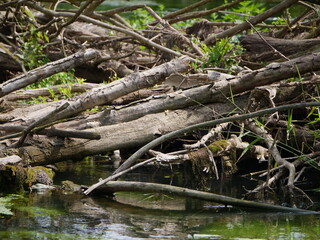 Holz im Fluss