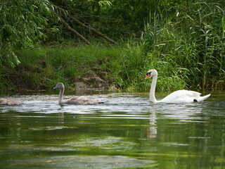 Schwan mit jungtieren
