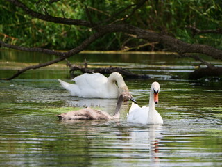 Schwan mit jungtieren