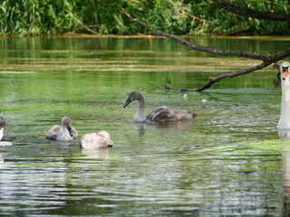 Schwan mit jungtieren