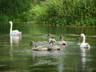 Schwan mit jungtieren