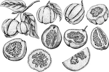 Guava tropical fruit, exotic berry. Vector, hand drawn engraving illustration isolated on white background.