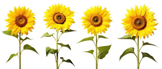 Beautiful sunflowers, isolated on white background or transparent