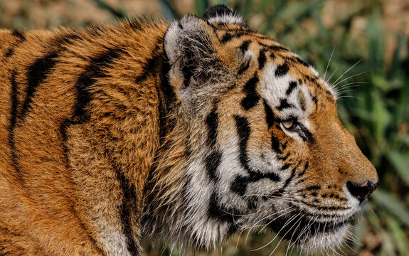 Tiger (Panthera tigris, family: Felidae).