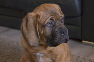 Portrait of French Mastiff puppy