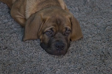 Portrait of a mastiff puppy laying on carpet