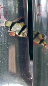 Two agitated tiger barb, sumatra barb or Puntius tetrazona swimming up and down in a plastic bag container sold as popular aquarium pet fish