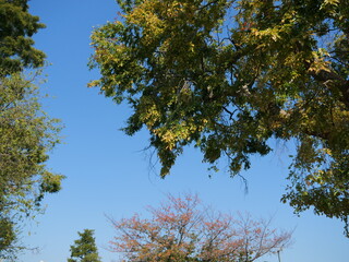 アキニレの木の下から空を見上げる